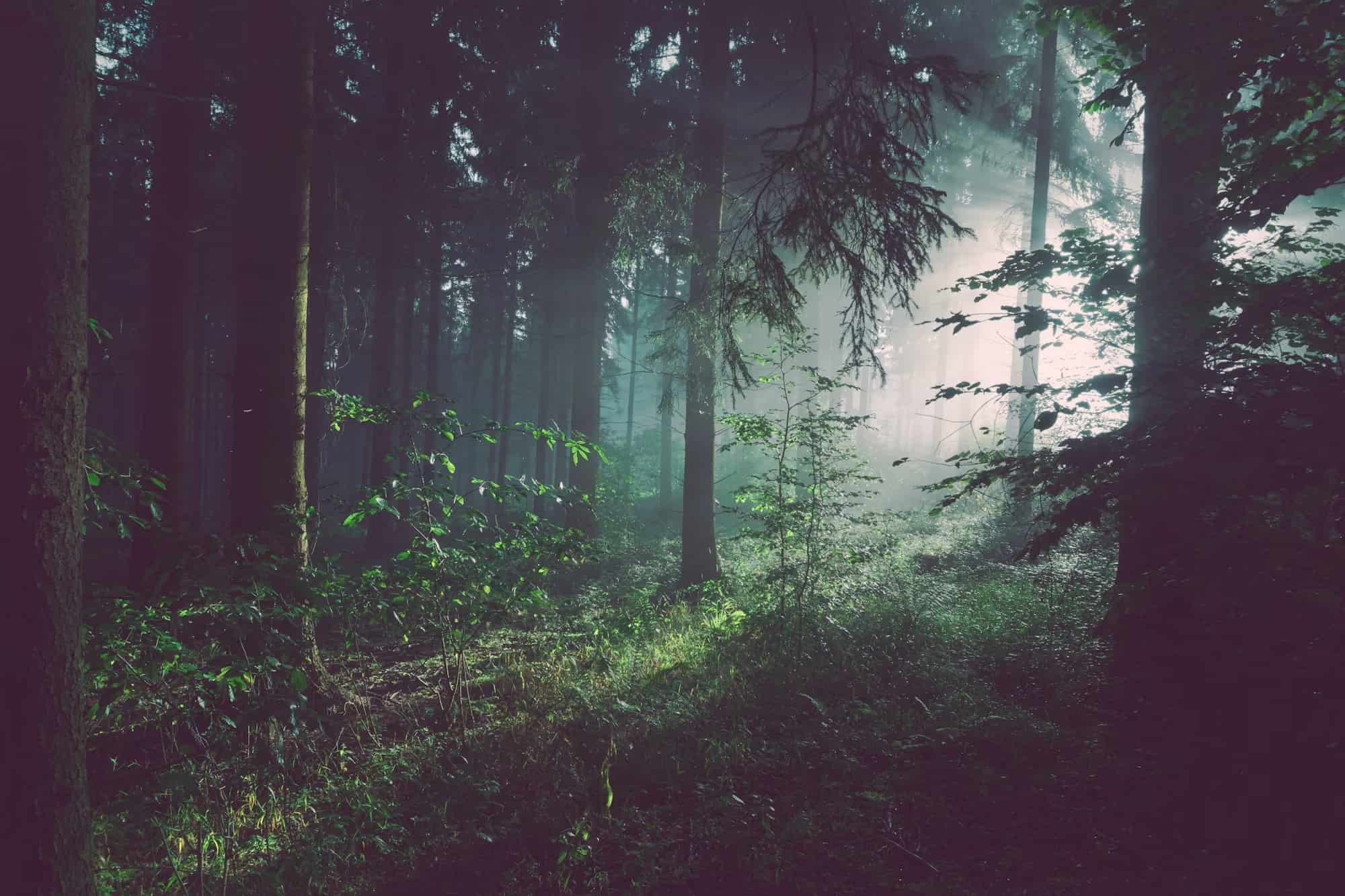 Lush Pine Forest - Sustainability